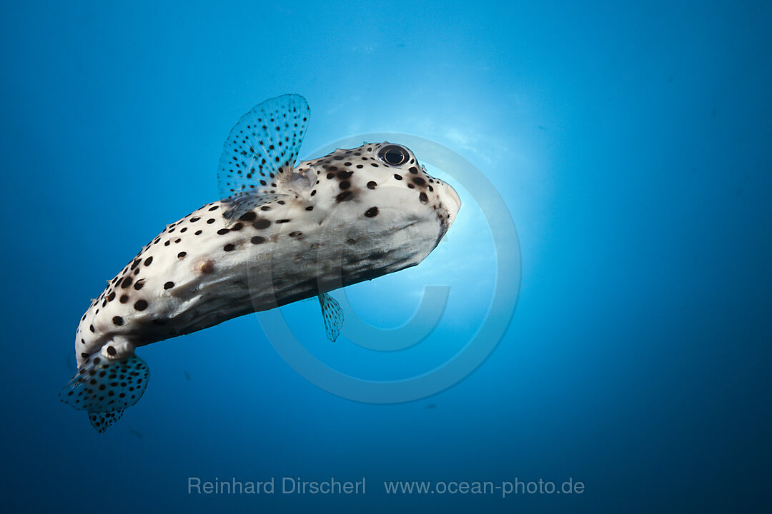 Gepunkteter Igelfisch