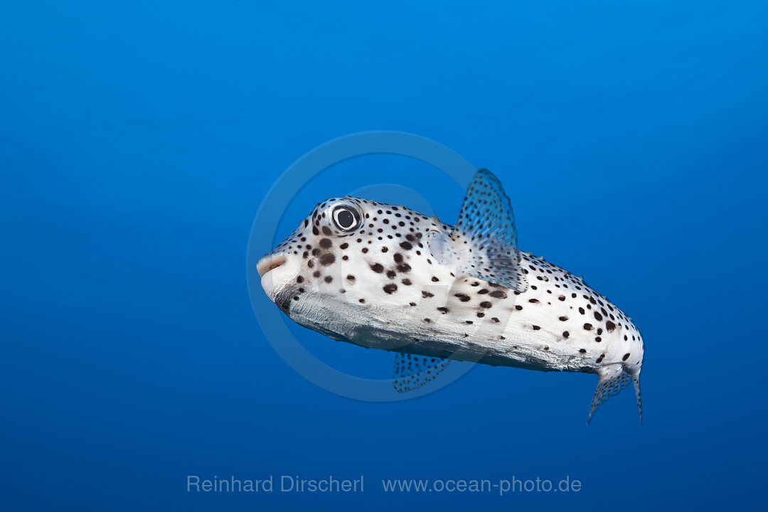Common Porcupinefish