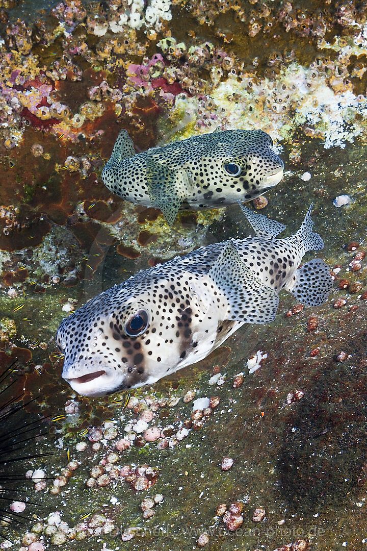 Gepunkteter Igelfisch, Diodon hystrix, San Benedicto Revillagigedo-Inseln, Mexiko