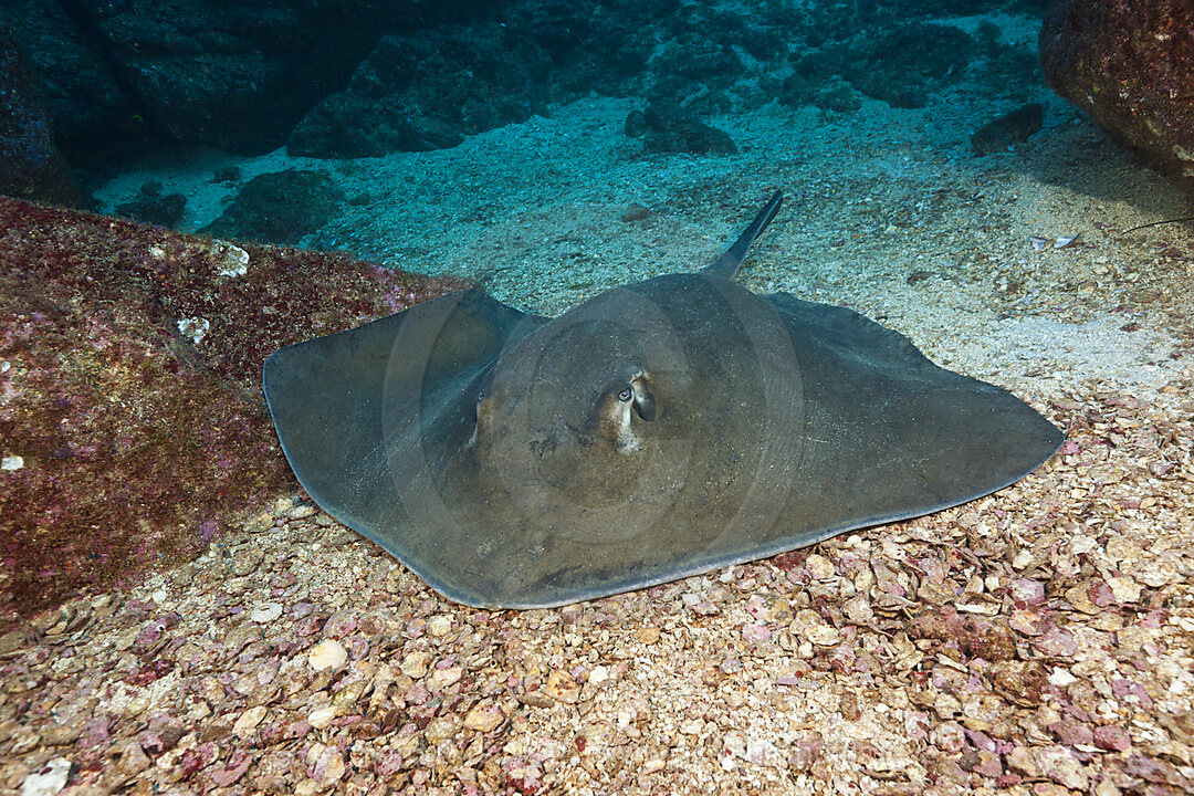 Diamond Stingray, Dasyatis brevis, San Benedicto Revillagigedo Islands, Mexico