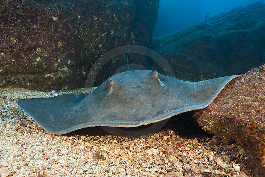 Diamond Stingray