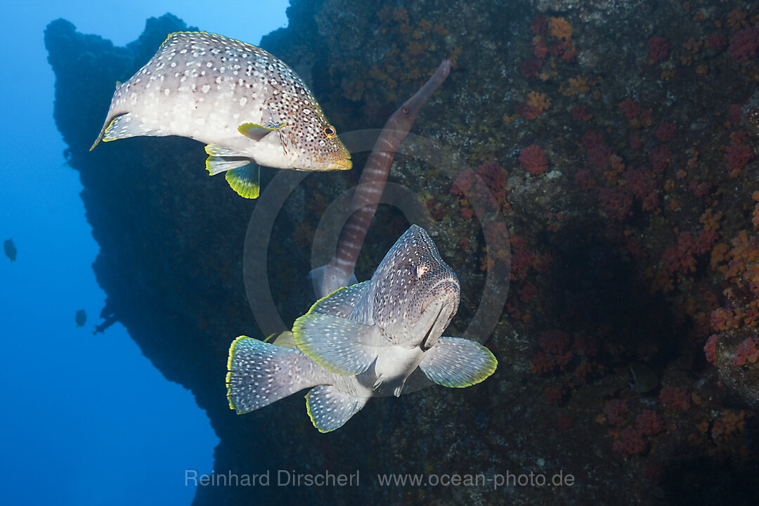 Leder-Zackenbarsch, Dermatolepis dermatolepis, Socorro Revillagigedo-Inseln, Mexiko