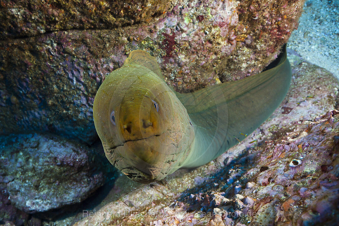 Gruene Muraene, Gymnothorax castaneus, Socorro Revillagigedo-Inseln, Mexiko