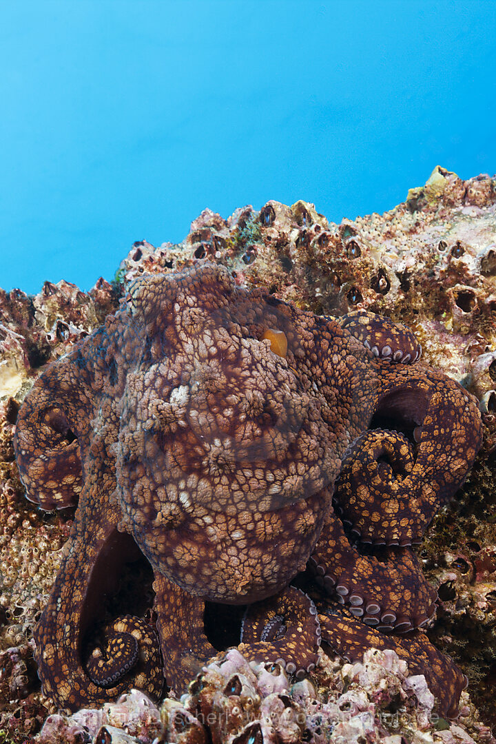 Common Octopus, Octopus vulgaris, Socorro Revillagigedo Islands, Mexico