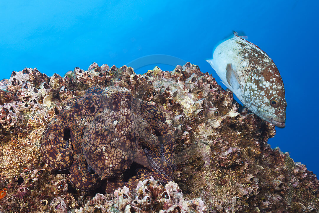 Gewoehnlicher Oktopus, Octopus vulgaris, Socorro Revillagigedo-Inseln, Mexiko