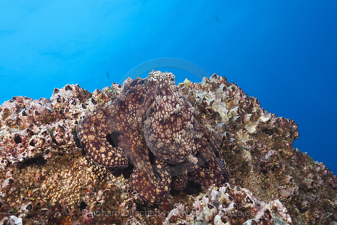 Gewoehnlicher Oktopus, Octopus vulgaris, Socorro Revillagigedo-Inseln, Mexiko