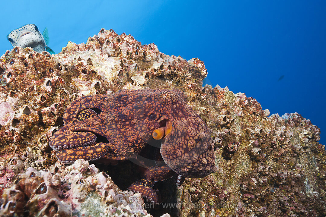 Gewoehnlicher Oktopus, Octopus vulgaris, Socorro Revillagigedo-Inseln, Mexiko