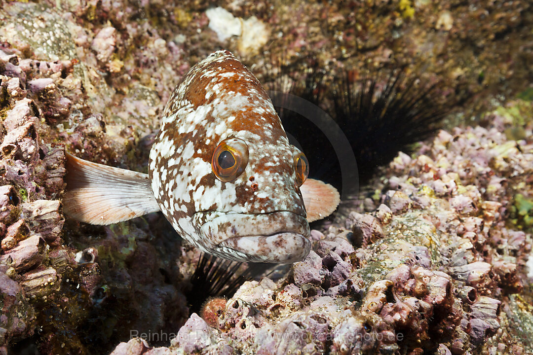 Sternen-Zackenbarsch, Epinephelus labriformis, Socorro Revillagigedo-Inseln, Mexiko