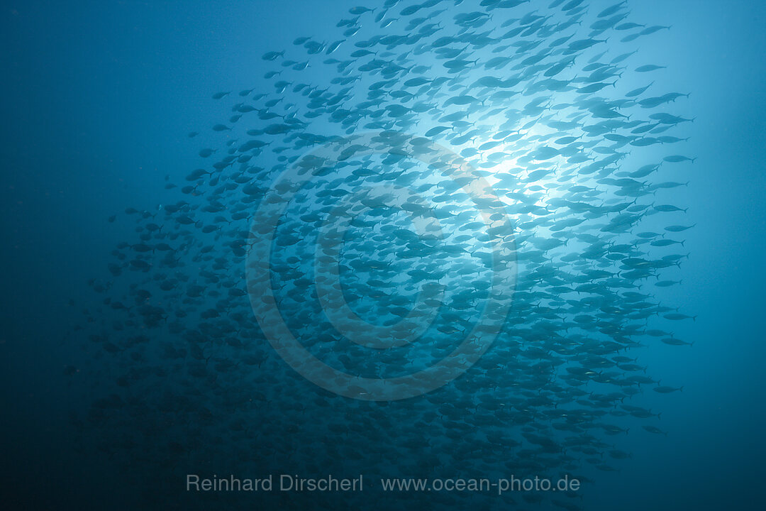 Shoal of Pacific Bonito, Sarda chiliensis chiliensis, Socorro Revillagigedo Islands, Mexico