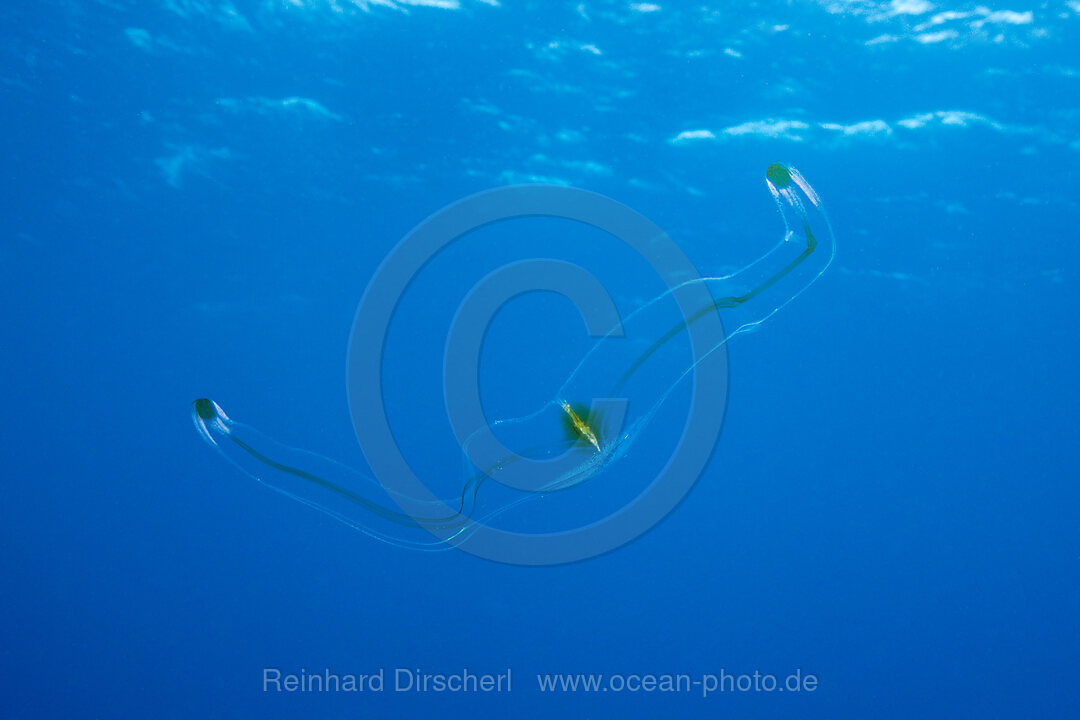 Venusguertel Rippenqualle, Cestum veneris, Socorro Revillagigedo-Inseln, Mexiko