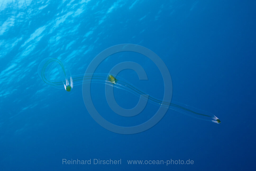 Venus Belt Comb Jellyfish, Cestum veneris, Socorro Revillagigedo Islands, Mexico