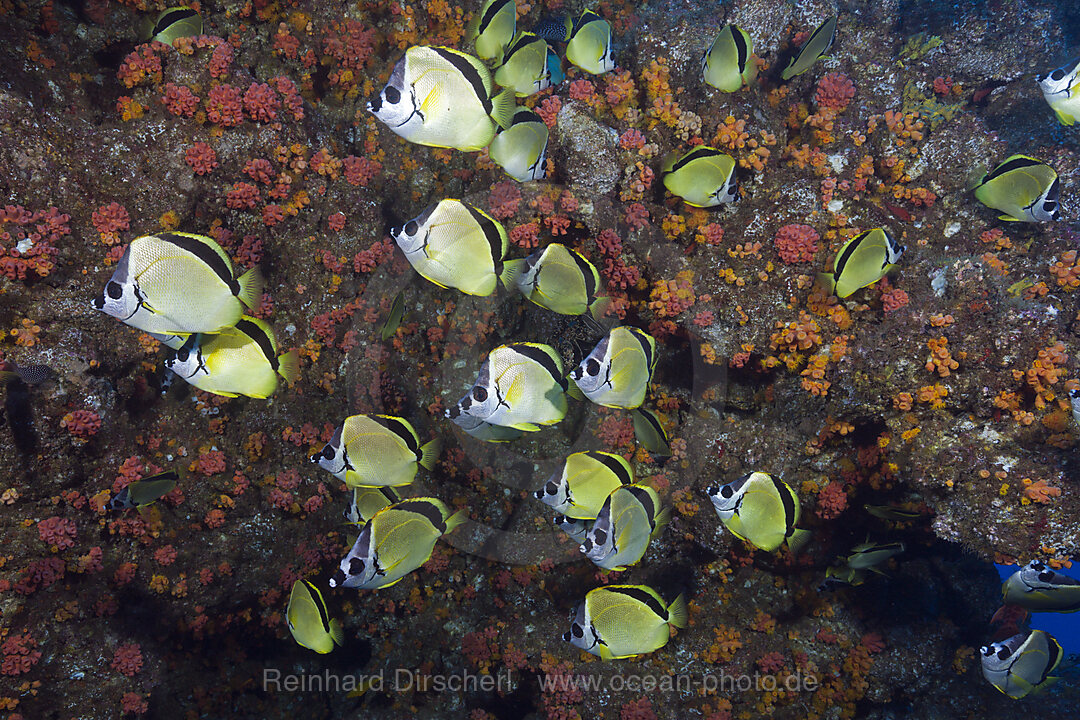 Shoal of Barberfish, Johnrandallia nigrirostris, San Benedicto Revillagigedo Islands, Mexico