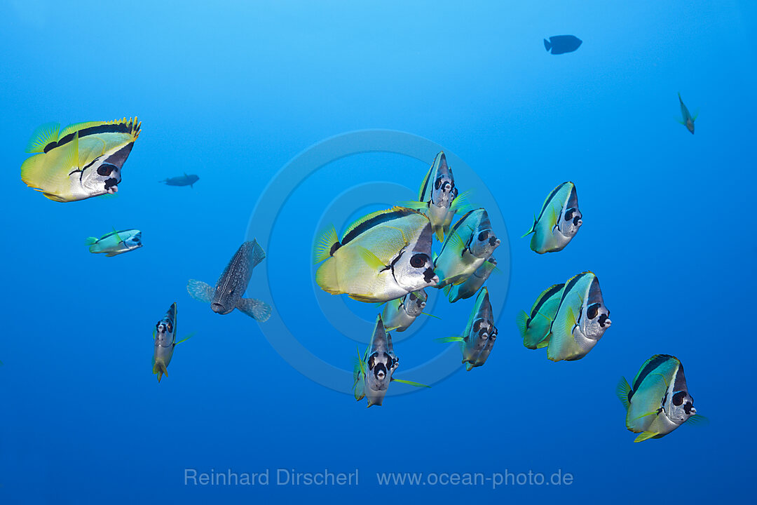 Shoal of Barberfish