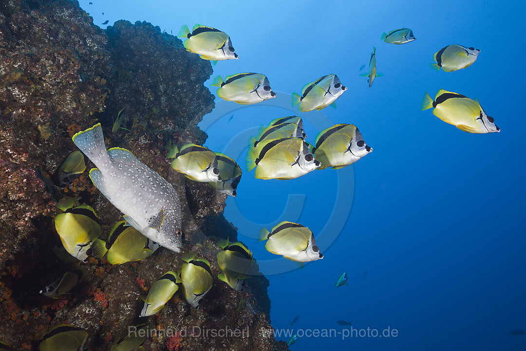 Shoal of Barberfish