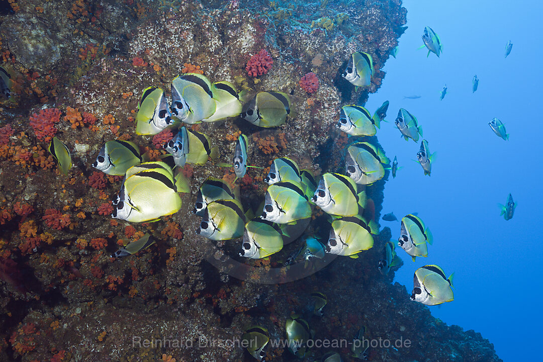 Shoal of Barberfish
