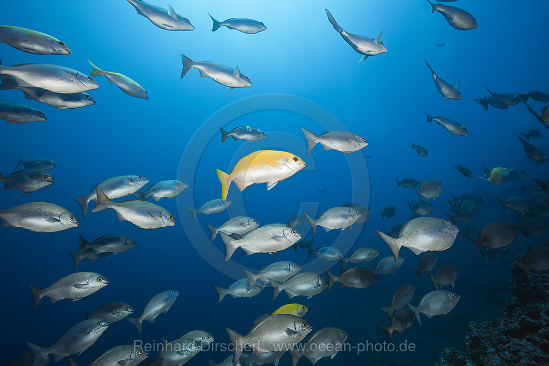 Blue-bronze Sea Chub and Yellow Sea Chub, Kyphosus analogus, Kyphosus lutescens, San Benedicto Revillagigedo Islands, Mexico