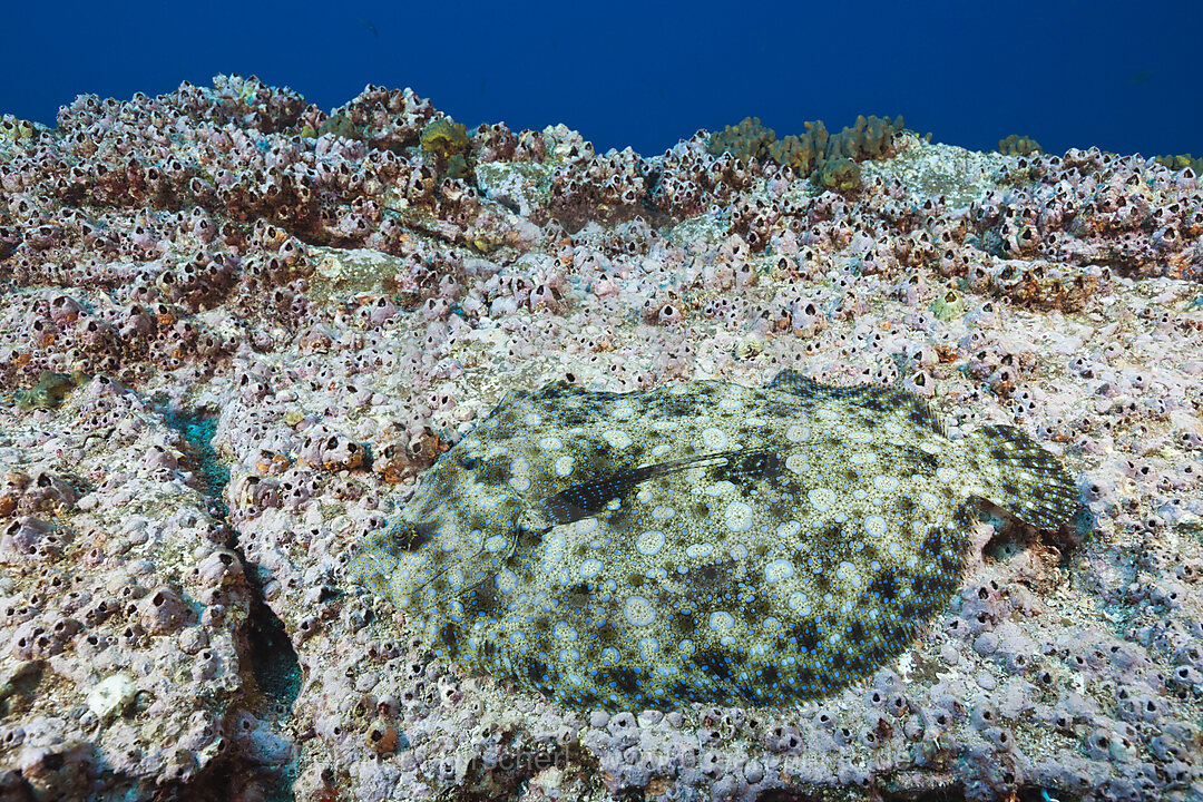Pacific Leopard Flounder
