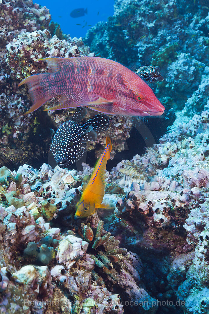 Mexikanischer Schweinslippfisch, Orange-Prachtkaiserfisch und Sternen-Kugelfisch, Bodianus diplotaenia, Holacanthus clarionensis, Arothron meleagris, San Benedicto Revillagigedo-Inseln, Mexiko