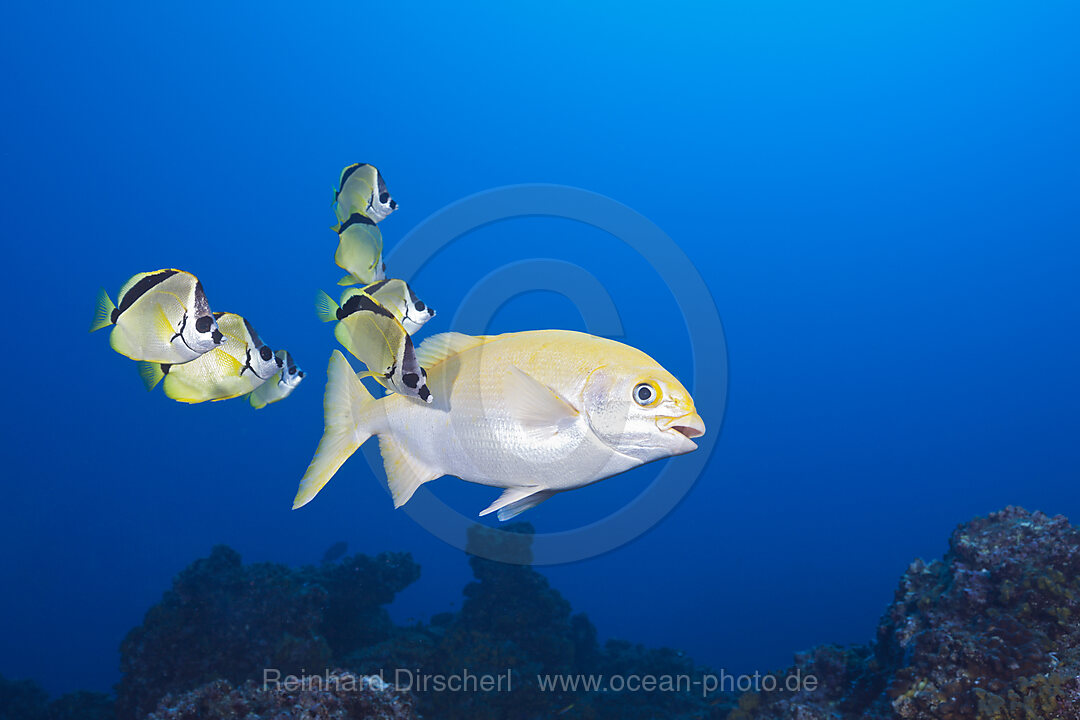 Schwarznasen-Falterfische reinigen Gelben Steuerbarsch, Johnrandallia nigrirostris, Kyphosus lutescens, San Benedicto Revillagigedo-Inseln, Mexiko