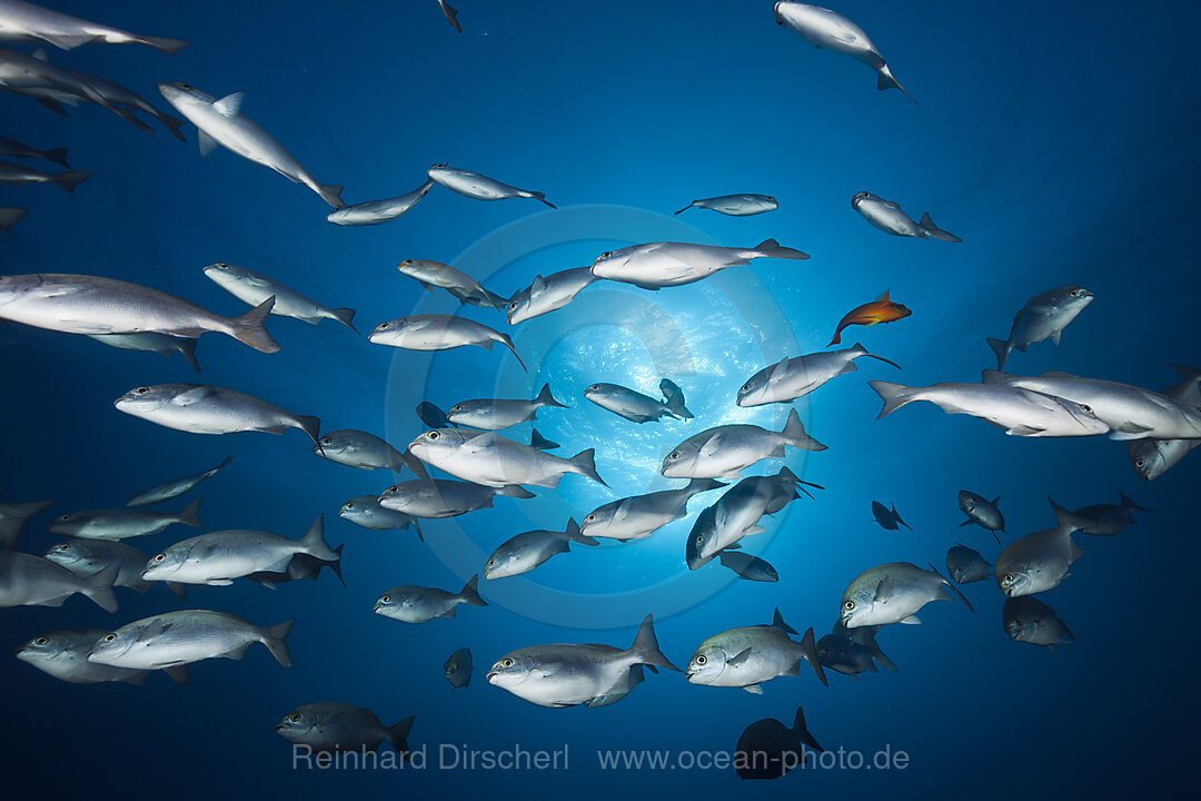 Shoal of Blue-bronze Sea Chub