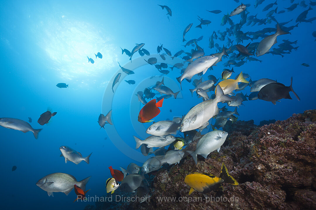 Shoal of Blue-bronze Sea Chub at Cleaning Station