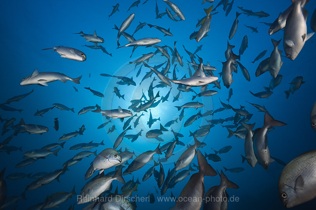 Shoal of Blue-bronze Sea Chub, Kyphosus analogus, San Benedicto Revillagigedo Islands, Mexico