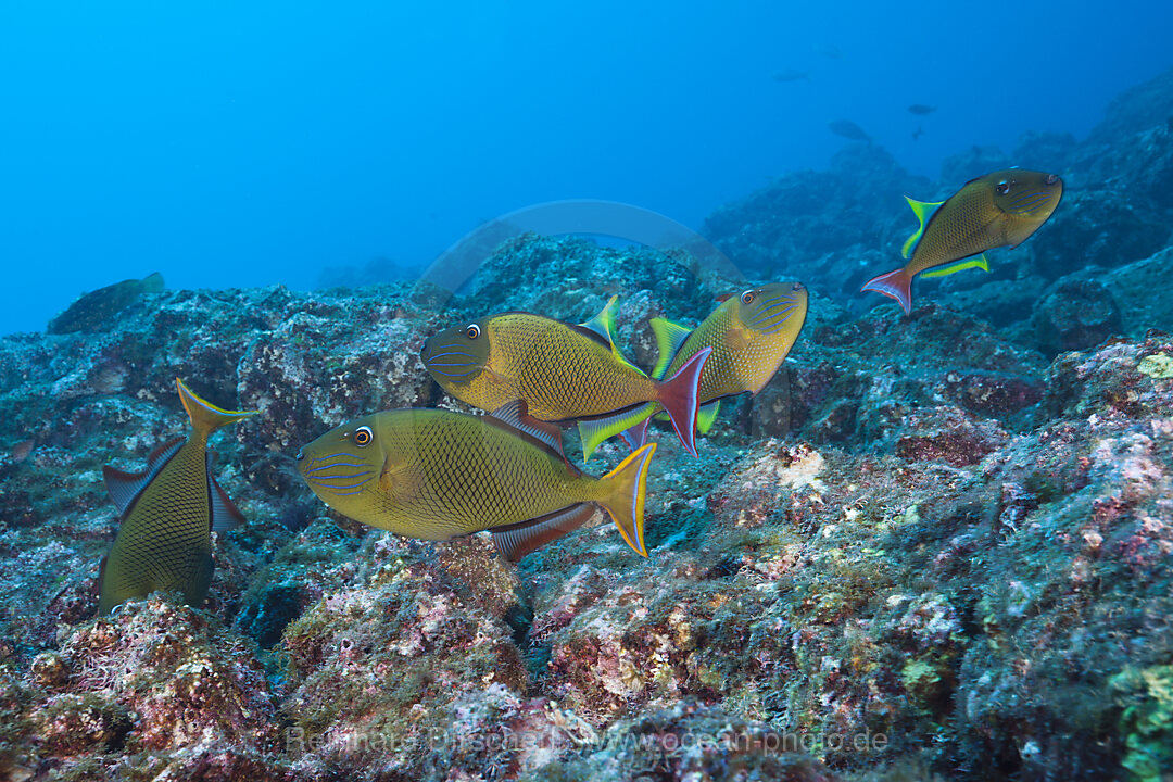 Redtail Triggerfish