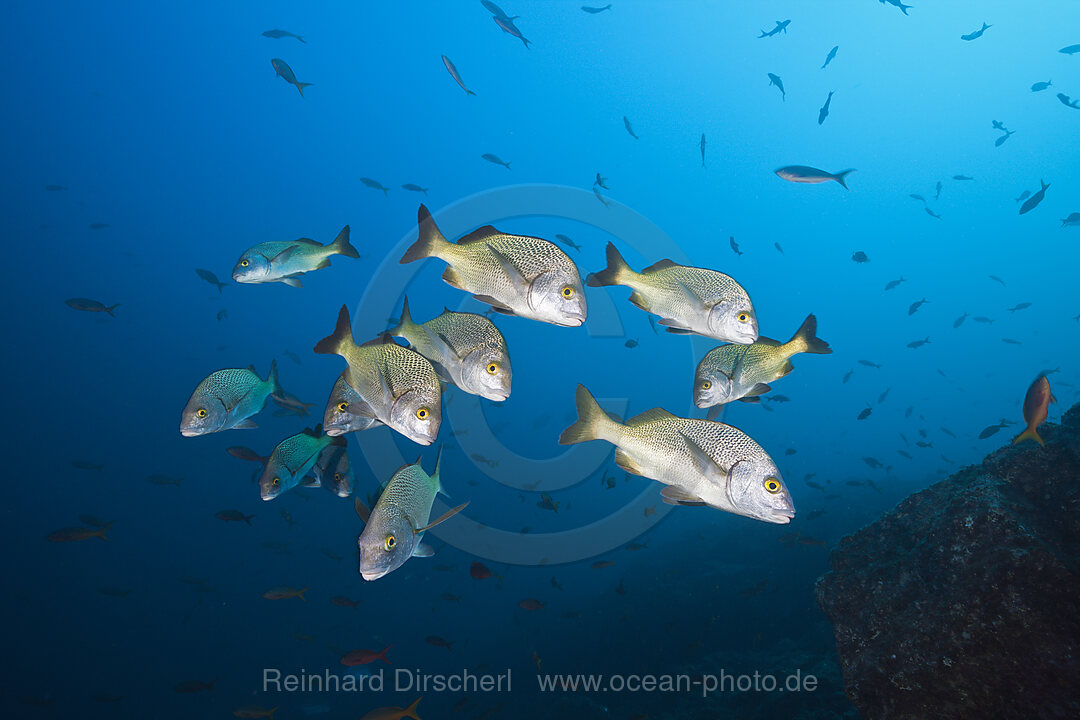 Shoal of Burrito Grunt, Anisotremus interruptus, Socorro Revillagigedo Islands, Mexico