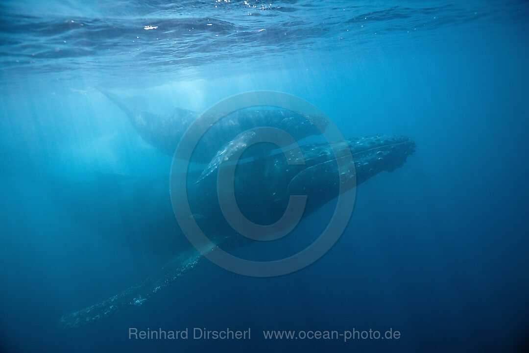 Humpback Whale, Mother and Calf