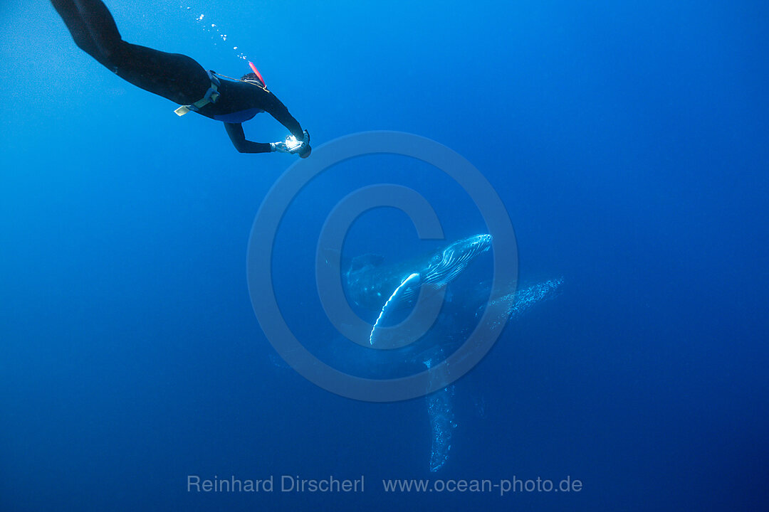 Humpback Whale, Mother and Calf, Megaptera novaeangliae, Socorro Revillagigedo Islands, Mexico