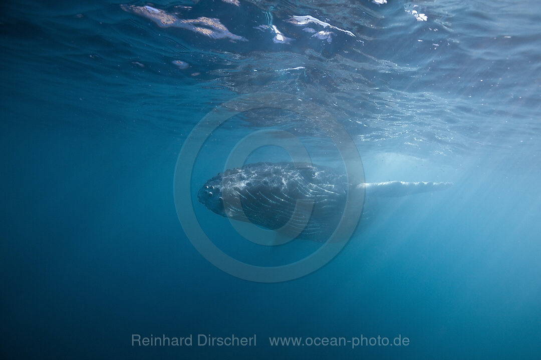 Humpback Whale, Megaptera novaeangliae, San Benedicto Revillagigedo Islands, Mexico