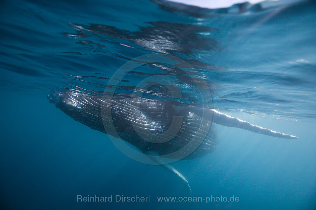 Humpback Whale, Megaptera novaeangliae, Socorro Revillagigedo Islands, Mexico