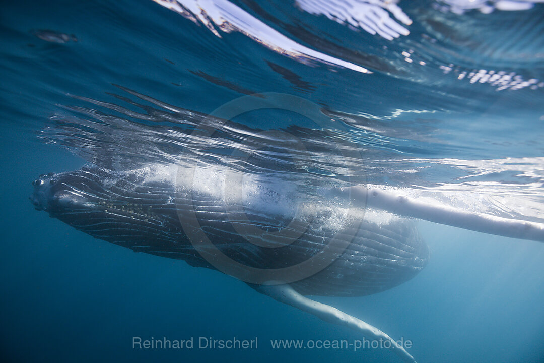 Humpback Whale, Megaptera novaeangliae, Socorro Revillagigedo Islands, Mexico