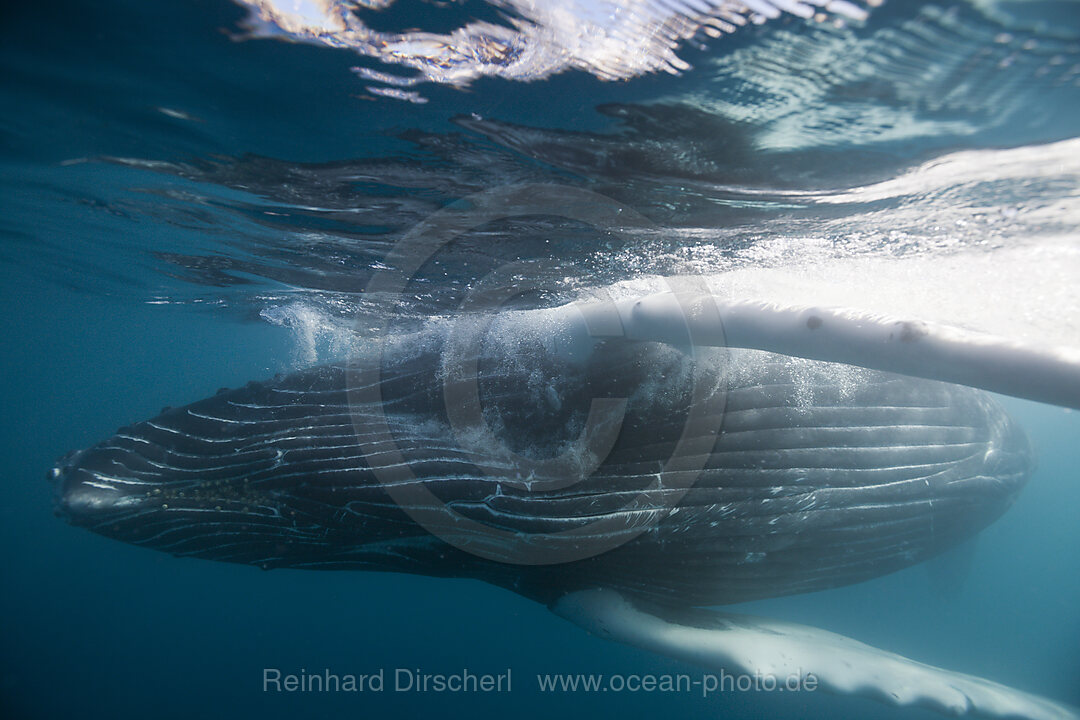 Humpback Whale, Megaptera novaeangliae, Socorro Revillagigedo Islands, Mexico