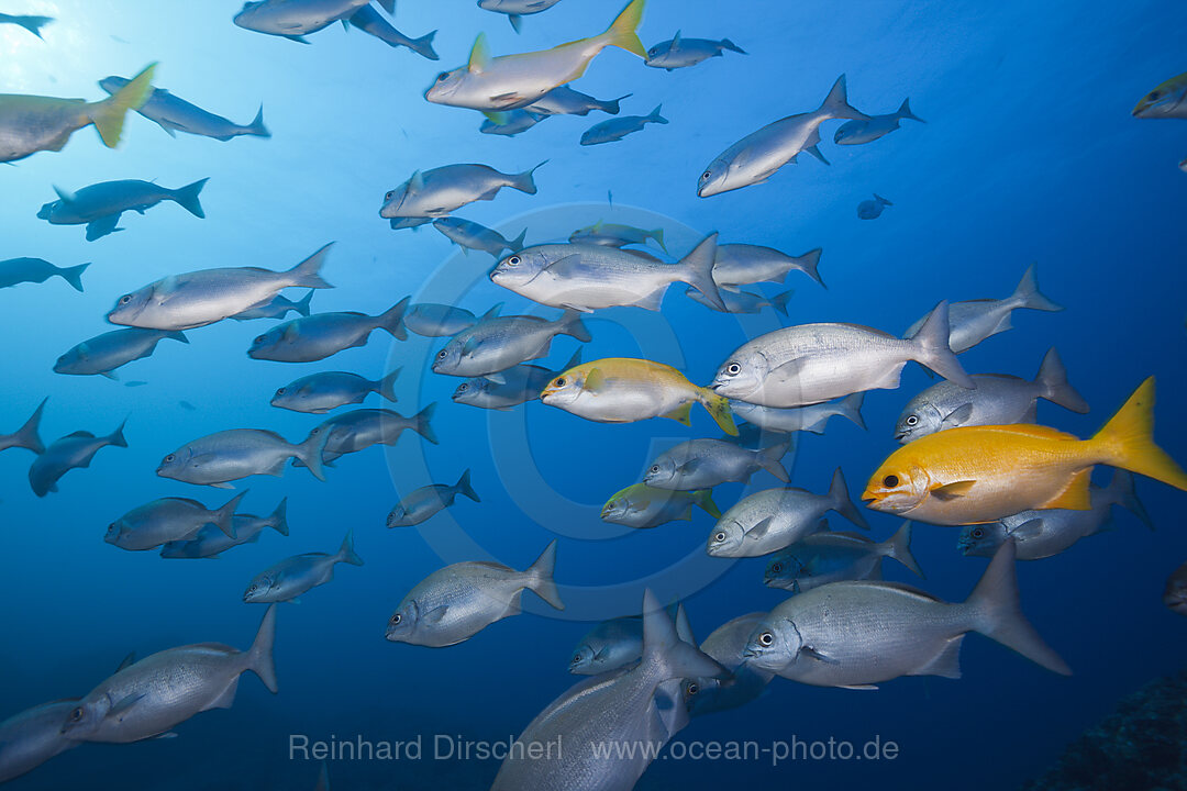 Blue-bronze Sea Chub and Yellow Sea Chub, Kyphosus analogus, Kyphosus lutescens, Socorro Revillagigedo Islands, Mexico