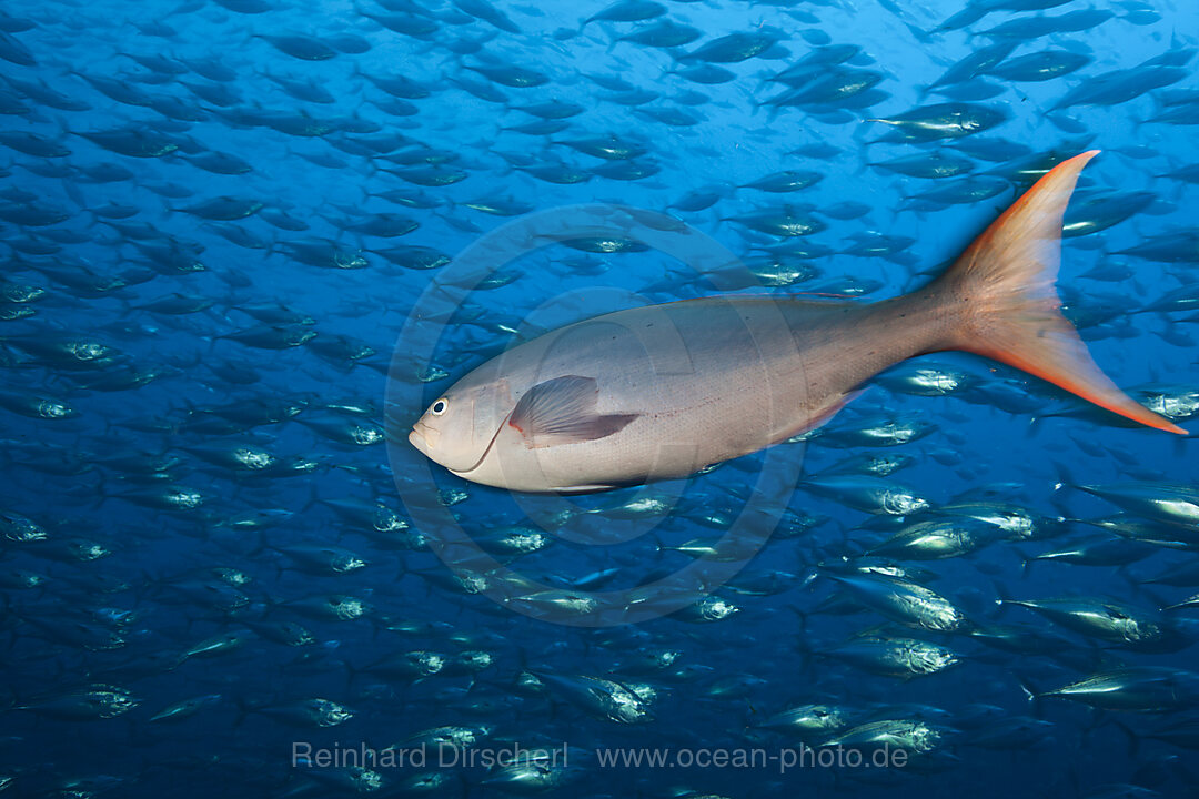 Pacific Creolefish