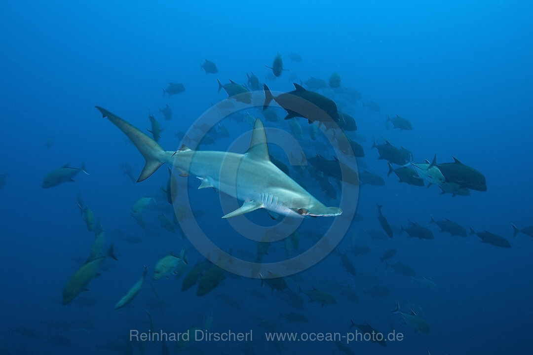 Scalloped Hammerhead Shark
