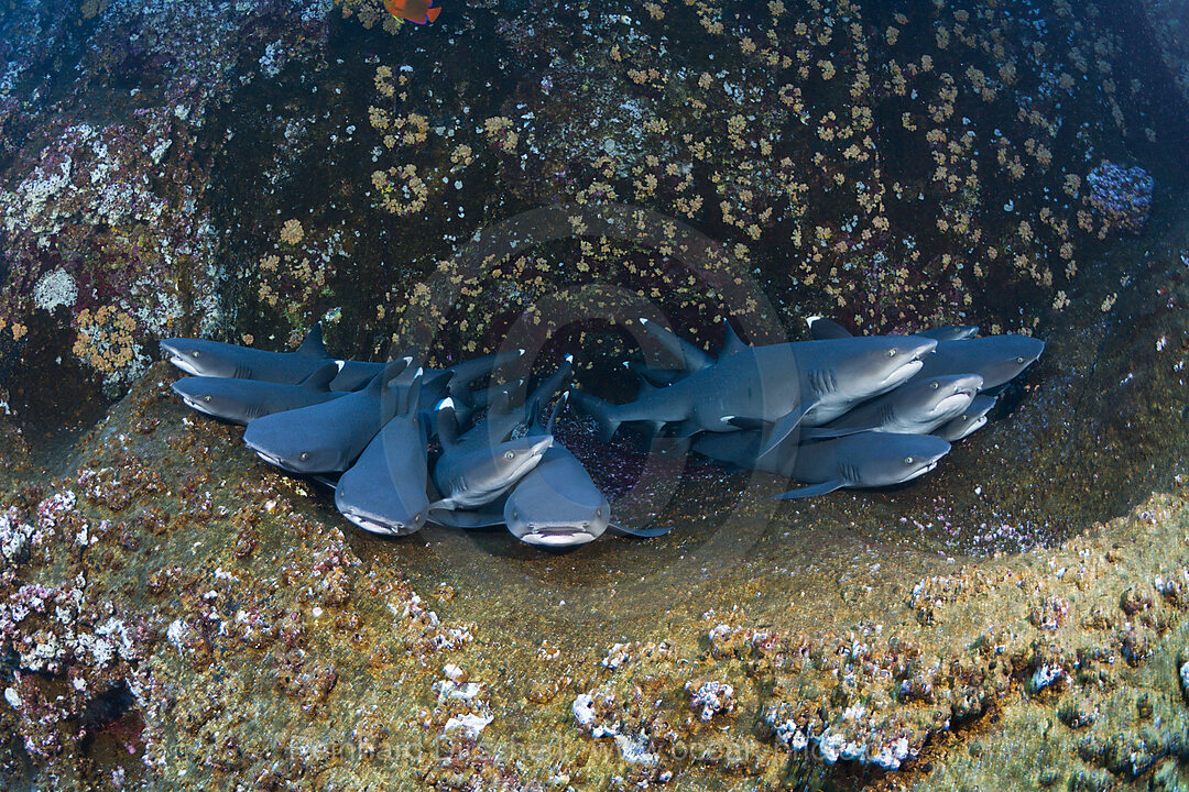 Weissspitzen-Riffhaie ruhen in Felsspalte, Triaenodon obesus, Roca Partida Revillagigedo-Inseln, Mexiko