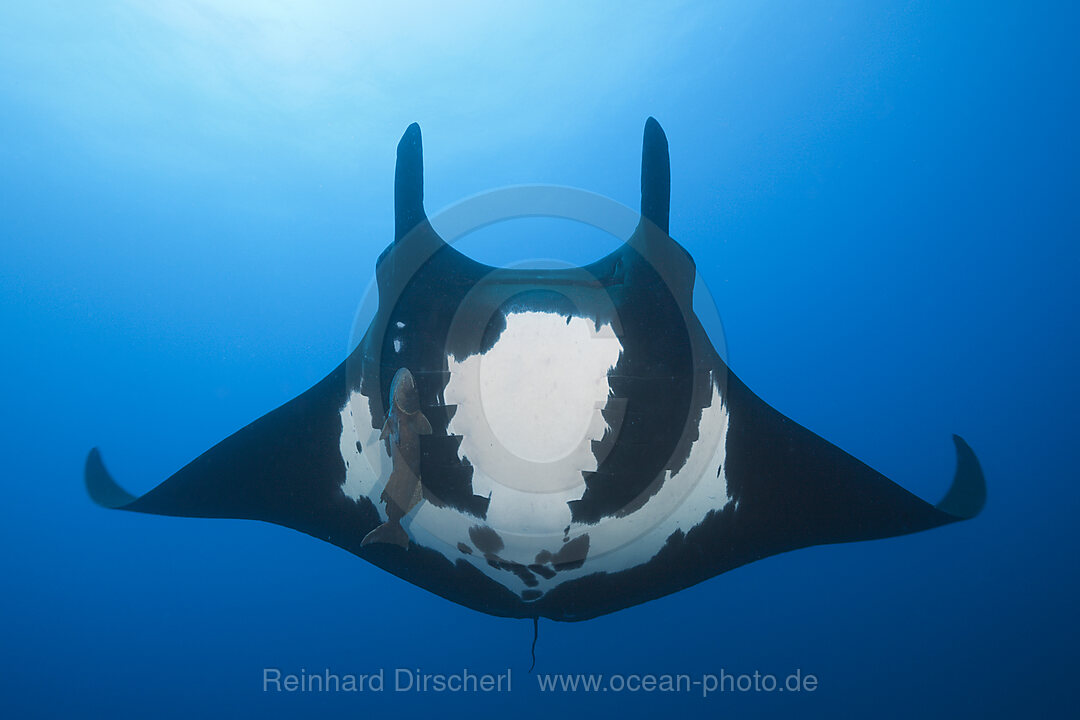 Manta, Manta birostris, Socorro Revillagigedo-Inseln, Mexiko