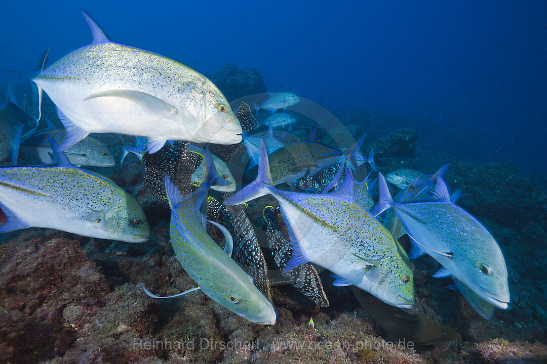 Blauflossen-Stachelmakrele, Caranx melampygus, Socorro Revillagigedo-Inseln, Mexiko