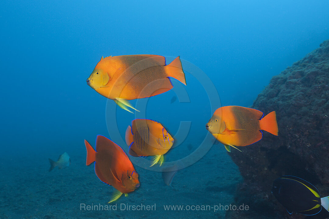 Orange-Prachtkaiserfische, Holacanthus clarionensis, San Benedicto Revillagigedo-Inseln, Mexiko