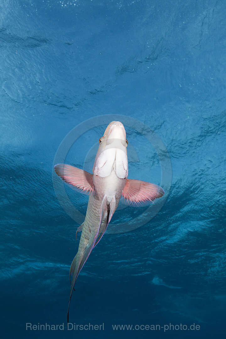 Mexikanischer Schweinslippfisch