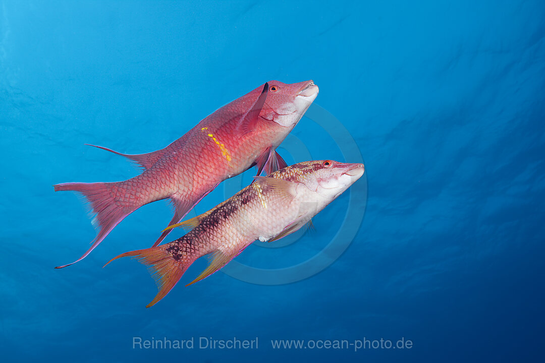 Mexikanische Schweinslippfische, Bodianus diplotaenia, Socorro Revillagigedo-Inseln, Mexiko