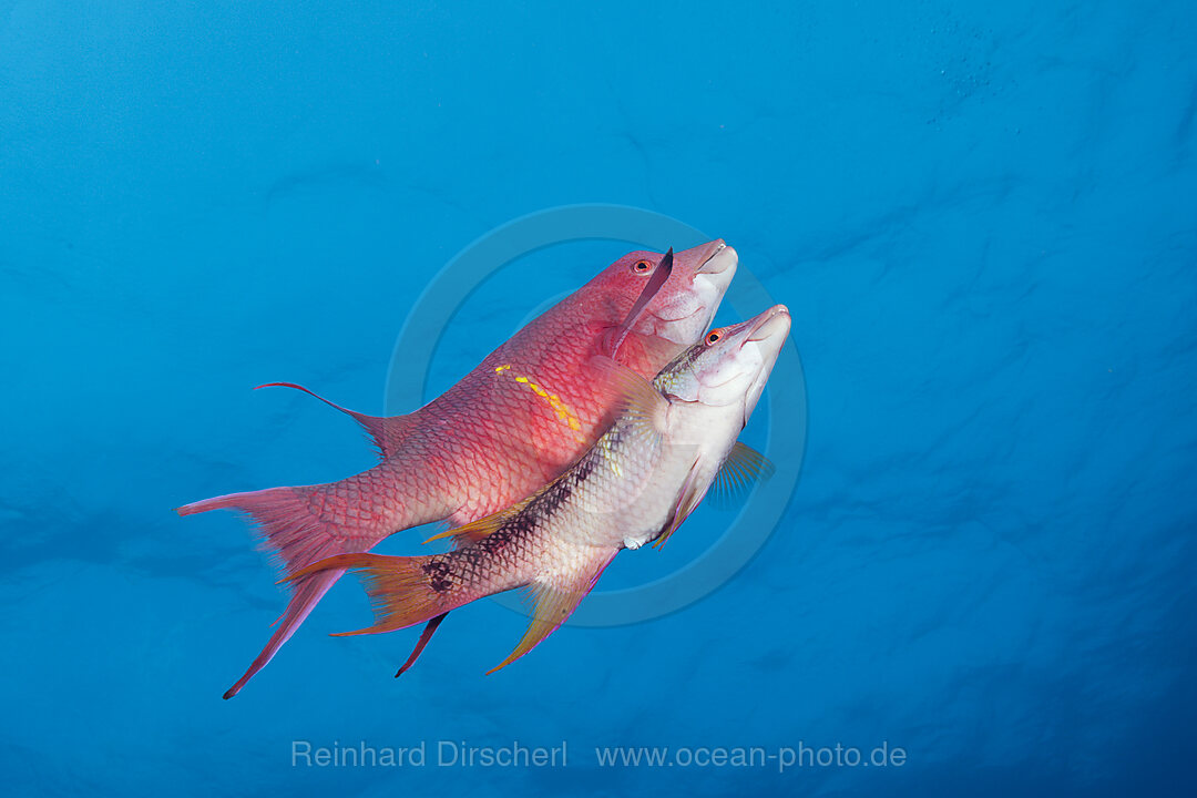 Mexikanische Schweinslippfische, Bodianus diplotaenia, Socorro Revillagigedo-Inseln, Mexiko