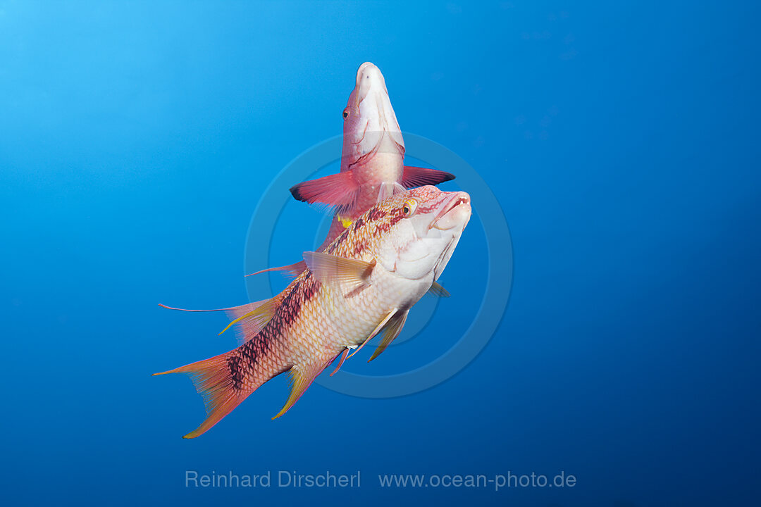 Mexikanische Schweinslippfische, Bodianus diplotaenia, Socorro Revillagigedo-Inseln, Mexiko