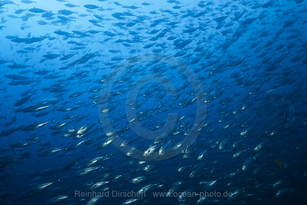 Shoal of Pacific Bonito, Sarda chiliensis chiliensis, San Benedicto Revillagigedo Islands, Mexico