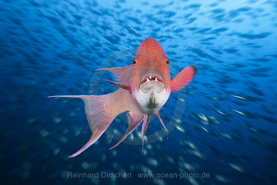 Mexikanischer Schweinslippfisch, Bodianus diplotaenia, Socorro Revillagigedo-Inseln, Mexiko