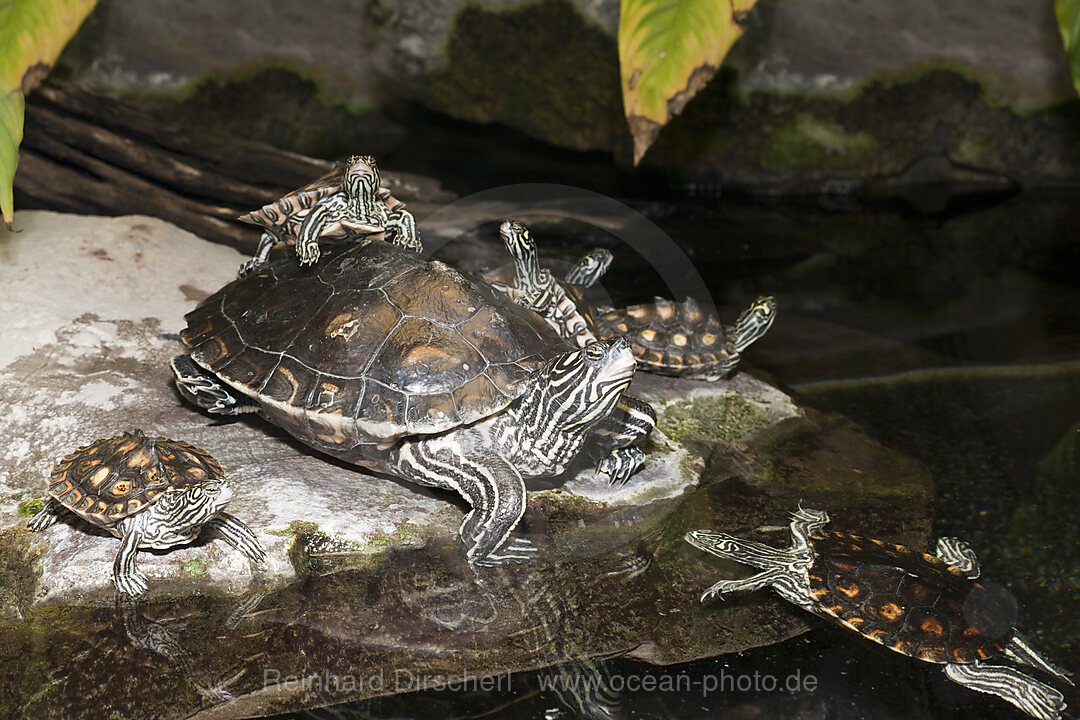 Schmuckschildkroeten, Pseudemys concinna floridana, Florida, USA