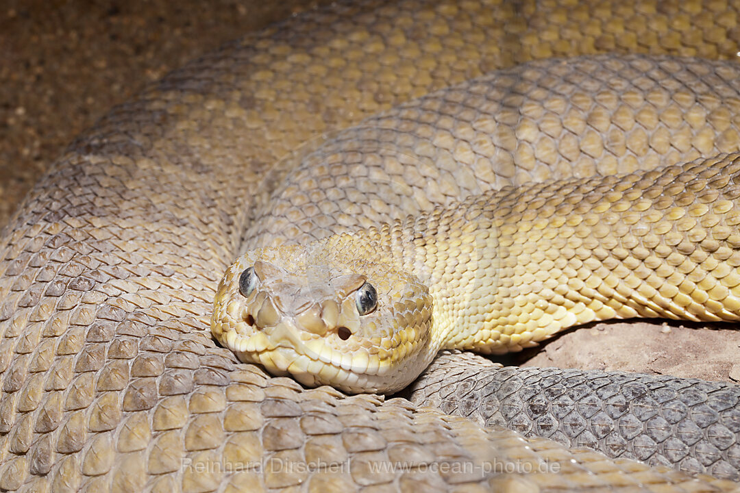 Diamondback Rattlesnake