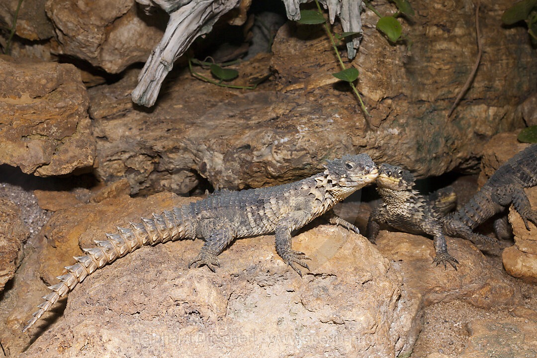 Riesen-Guertelschweif, Cordylus giganteus, n/a, Suedafrika